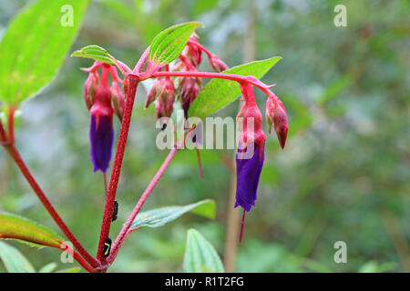 Viola vividi fiori selvatici con vibrante rosa sulla levetta Huayna Picchu montagna, Machu Picchu, regione di Cusco, Perù Foto Stock