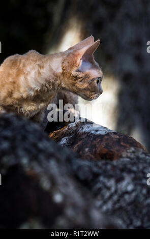 Devon Rex gatto su un registro caduti nel bosco Foto Stock
