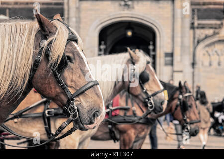 Cavallo da vicino, con altri cavalli al di fuori della messa a fuoco; Foto Stock