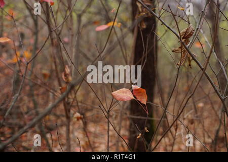Rami sottili con due foglie di autunno nella foresta Foto Stock