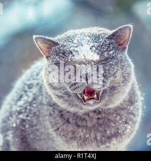 Carino British Shorthair cat passeggiate all'aperto nella caduta di neve in inverno Foto Stock