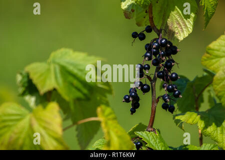 Il ribes sul ramo di bush. Il ribes sulla boccola. Ribes nero in giardino. Bacche di estate in Lettonia. Sfondo verde con il ribes nero. Foto Stock