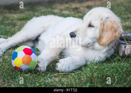 Piccolo golden retriever cucciolo resto sull'erba dopo aver giocato con una palla colorata Foto Stock