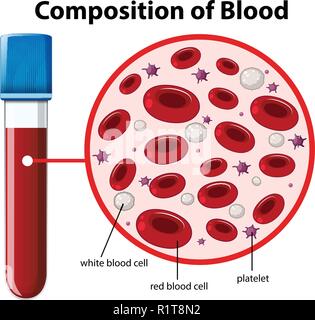 Composizione del sangue diagramma illustrativo Illustrazione Vettoriale