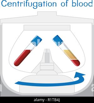 Centrifugazione del sangue diagramma illustrativo Illustrazione Vettoriale