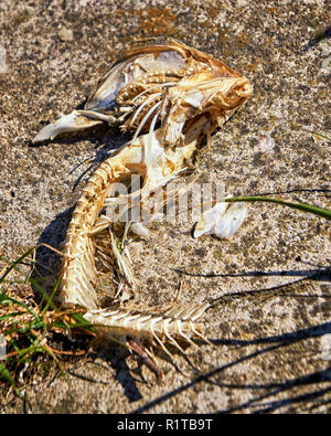 Scheletro di ossa di pesce sulla spiaggia. Foto Stock