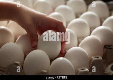 Le uova fresche in mano. Uova fresche Sulle uova Il vassoio Foto Stock