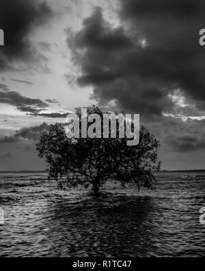 Minimalista immagine in bianco e nero di un albero in spiaggia durante la bassa marea con cielo nuvoloso scuro Foto Stock