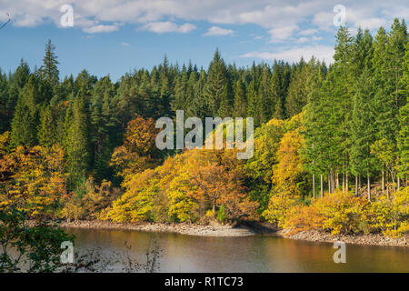 Colori dell'Autunno lungo le sponde del Loch Drunkie, Aberfoyle, Il Trossachs, Sterlingshire, Scozia. Foto Stock