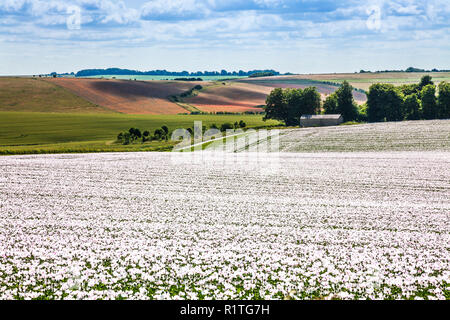 Un campo di coltivare papaveri bianchi sui bassi di Marlborough nel Wiltshire. Foto Stock