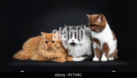 Riga di un rosso e fumo nero Britisch Longhair e cannella di bianco con British Shorthair gatti gattini, guardando la telecamera con occhi arancio. Isolato Foto Stock