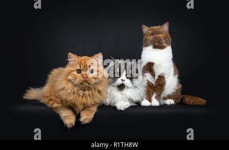 Riga di un rosso e fumo nero Britisch Longhair e cannella di bianco con British Shorthair gatti gattini, guardando la telecamera con occhi arancio. Isolato Foto Stock