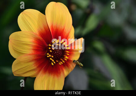 Close up di moonfire dahlia fiore in fiore Foto Stock