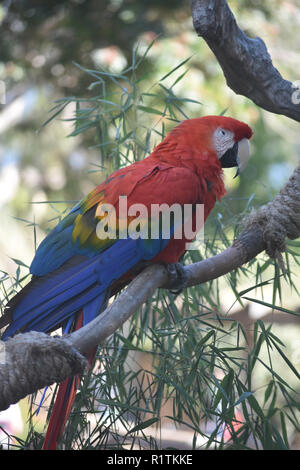 Vista laterale di una bella macaw parrot seduta Foto Stock