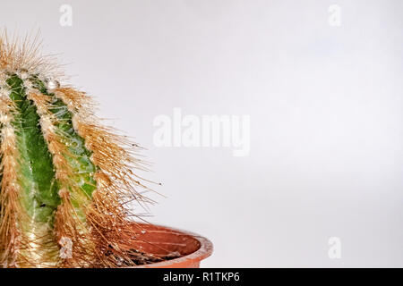 Gocce di acqua su un cactus in una pentola su uno sfondo bianco 2018 Foto Stock