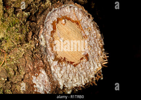 Infiltrazione di resina da un ramo che è stato tagliato da un albero di pino nel bosco di conifere. Il Dorset England Regno Unito GB Foto Stock