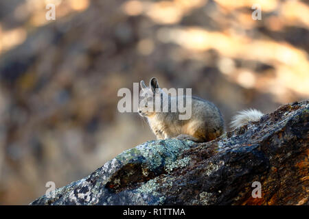 Vizcacha peruana (Lagidium Peruanum) arroccato sulle rocce del loro ambiente naturale. Huancayo - Perú Foto Stock