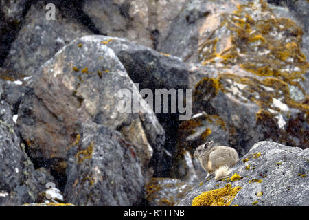 Vizcacha peruana (Lagidium Peruanum) Foto Stock