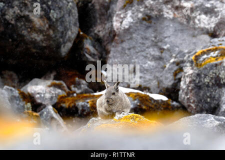 Vizcacha peruana (Lagidium Peruanum) Foto Stock