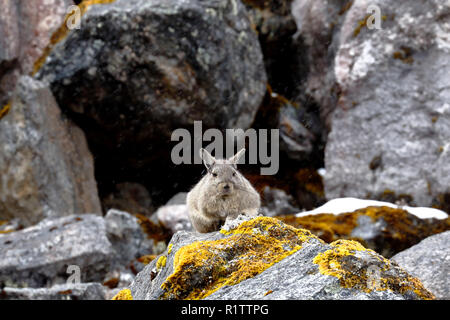 Vizcacha peruana (Lagidium Peruanum) Foto Stock