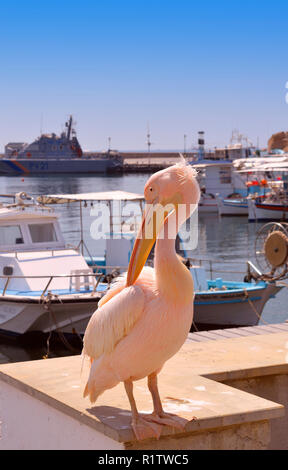 Una rosa pelican è un visitatore regolare al porto di Paphos in Cipro Foto Stock