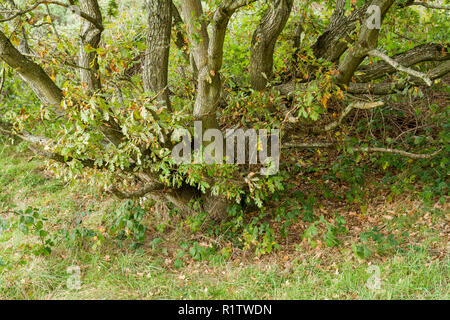 Base di una vecchia quercia inglese, Quercus robur, farnia, Europea quercia con split tronco, in autunno, REGNO UNITO Foto Stock