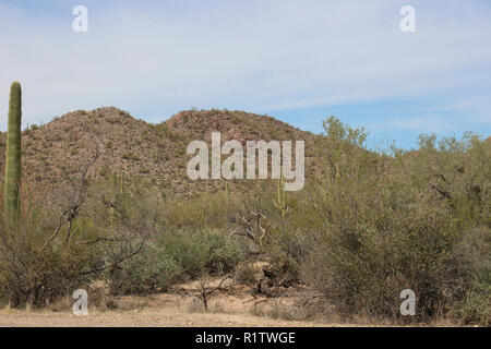 Montagna paesaggio del deserto con cactus Saguaro e cespugli di creosoto al fianco di Kinney Road nel Parco nazionale del Saguaro West, Tucson, Arizona, Stati Uniti d'America Foto Stock