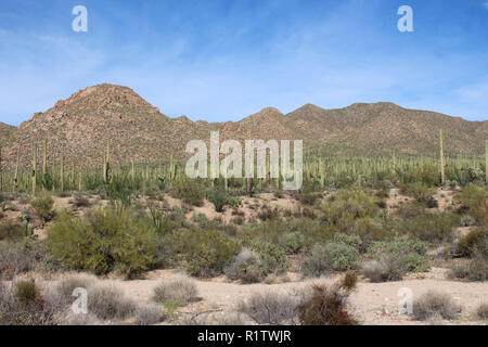 Centinaia di cactus Saguaro e varie piante del deserto in un deserto di montagna paesaggio di colline rosse Visitor Center, Tucson, Arizona, Stati Uniti d'America Foto Stock