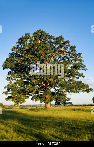 Quercus robur. Albero di quercia in estate nella campagna inglese. Kings Sutton, Northamptonshire. Regno Unito. Una scena ripresa in stagioni diverse Foto Stock