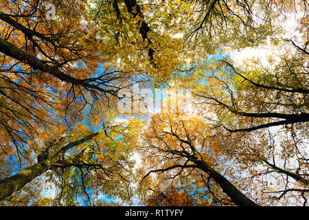 Faggi presa dal basso, luminosi colori autunnali, rami e tronchi senza foglie. Foresta di faggio, foresta di faggio in autunno. Foto Stock