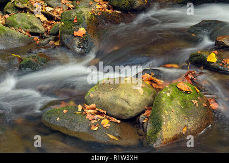 Il fogliame di autunno e caduta foglie intorno Cosby Creek, Great Smoky Mountains National Park, Tennessee, Stati Uniti d'America Foto Stock