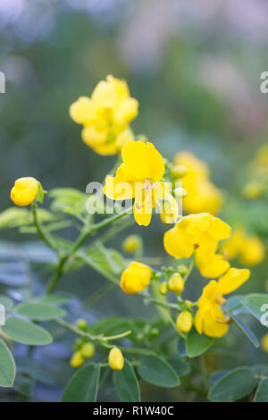 Senna corymbosa fiori. Foto Stock