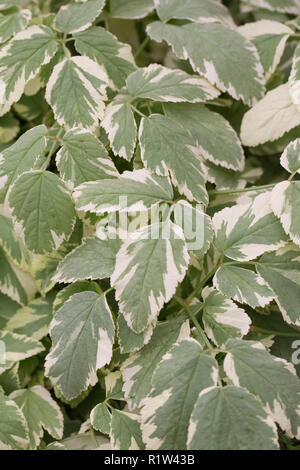 Aegopodium podagraria 'Variegatum' foglie. Foto Stock