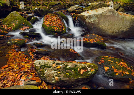 Rapide e le foglie cadute sul fiume Oconaluftee, Great Smoky Mountains National Park, North Carolina, STATI UNITI D'AMERICA Foto Stock