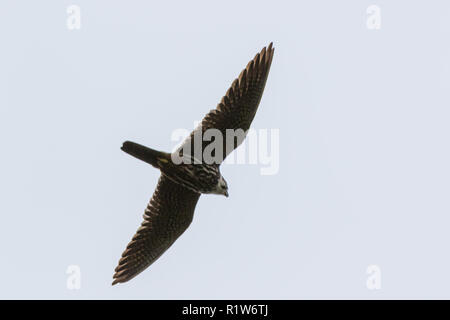 Hobby settentrionale (Falco Subbuteo®). Russia, Mosca Foto Stock