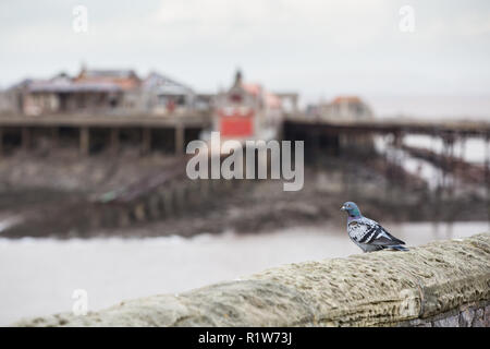 Un piccione guarda oltre il Grade II Listed Birnbeck Pier, progettato e costruito da Eugenio Birch e aperto nel 1867. È chiusa al pubblico nel 1994 per Foto Stock