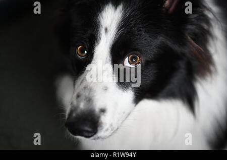 Border Collie cane ritratto Foto Stock