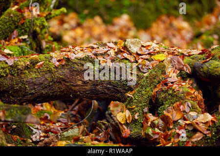 Foglie cadute in un canyon, con un punteruolo di legno ricoperto in MOSS Foto Stock