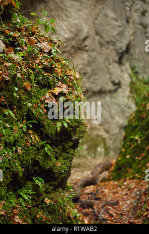 Foglie cadute in un canyon, con un punteruolo di legno ricoperto in MOSS Foto Stock