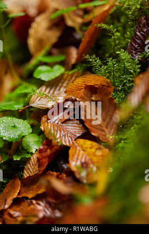 Foglie cadute in un canyon, con un punteruolo di legno ricoperto in MOSS Foto Stock