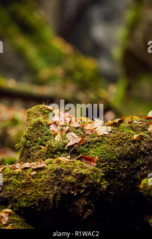 Foglie cadute in un canyon, con un punteruolo di legno ricoperto in MOSS Foto Stock