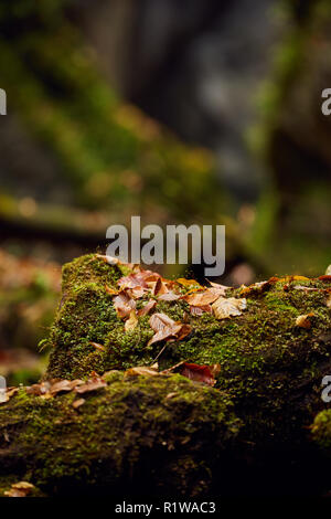 Foglie cadute in un canyon, con un punteruolo di legno ricoperto in MOSS Foto Stock