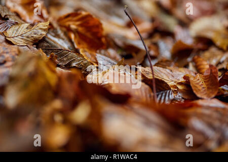 Foglie cadute in un canyon, con un punteruolo di legno ricoperto in MOSS Foto Stock