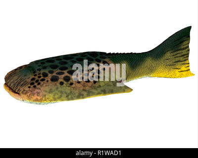 Drepanaspis era un ray-come pesce appiattito che ha vissuto in Europa durante il periodo Devoniano. Foto Stock