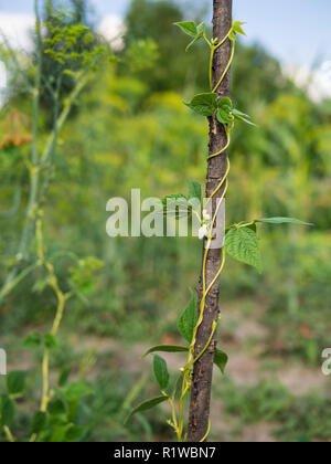 Un giardino di campagna. Bean creapers. Foto Stock