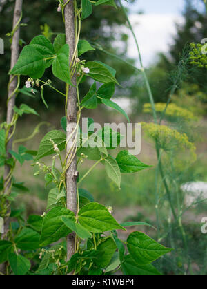 Un giardino di campagna. Bean creapers. Foto Stock