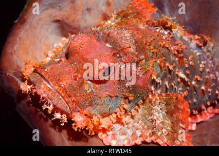 Grande barbuto scorfani (Scorpaenopsis barbata), animale ritratto, Selayar isola, a Sud di Sulawesi, Flores mare oceano Pacifico Foto Stock