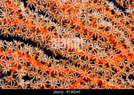Ventola di coralli, gorgonie (Gorgonacea), dettaglio con aprire i polipi di corallo, Selayar Sulawesi Sud, pacifico, Indonesia Foto Stock