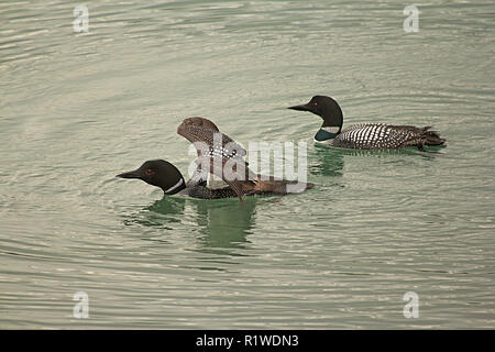 Gli uccelli del Nord America, comune Loon, gavir immer Foto Stock