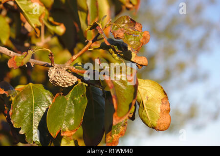 Close-up di un nido creato da vespe in una struttura ad albero di un campo di persimmon Foto Stock